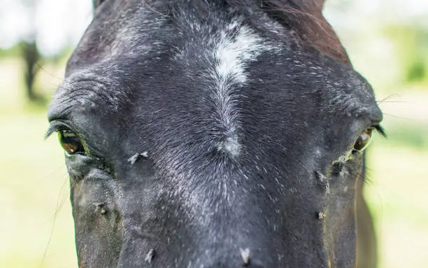 Horse used by peasants in agricultural work. Many flies on the horse's face