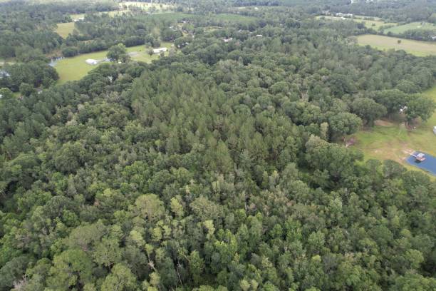 istock Rich Countryside Aerial view of dense forest 1327780511