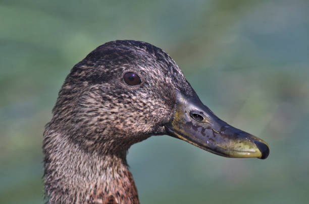 istock very close shot ao a duck face with blurried background 1327780549