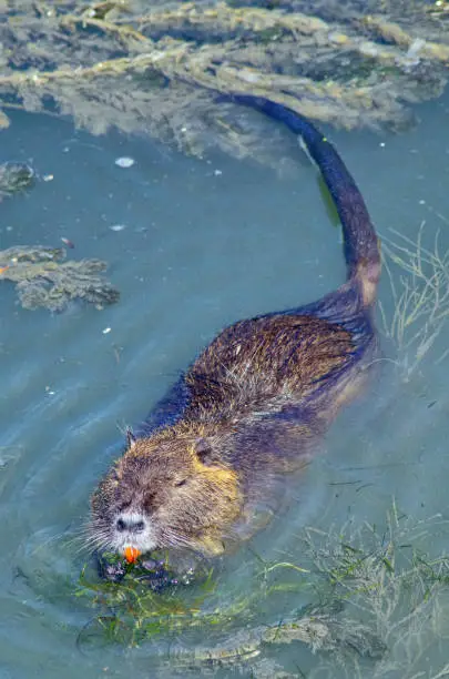 close up of a nutria swimming in the italian river