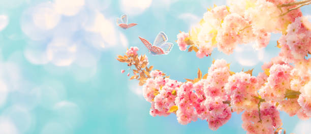 istock Beautiful sakura flower blooming tree, butterflies on light sky background. Shallow depth. Soft pastel vintage pink toned. Spring nature. Springtime cherry blossom panorama. Copy space banner. 1327780791