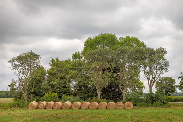 Straw balls in front of oak trees behind a farm in Lolland which is an large island in the south part of Denmark. The area is famous for its agricultural industry