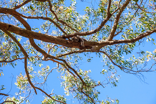 Merging from the trunks high above on the eucalyptus lies the koala tightly wrapped around the branch with its paws. Blue sky. Green foliate.