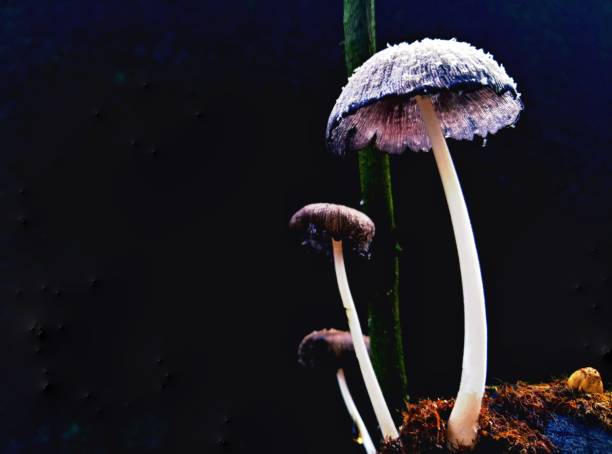 istock Mushrooms growing on a tree branch 1327784379