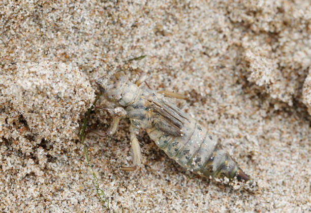Larva nymph shell