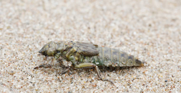 istock River Clubtail Dragonfly (Gomphus flavipes) Larva 1327784418