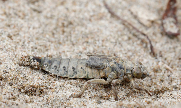 istock River Clubtail Dragonfly (Gomphus flavipes) Larva 1327784435