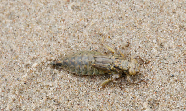 Tot 50-55mm, Ab, 37-42mm, Hw 30-35mm.\nIdentification:\nThe characters of this clubtail are rather different . It prefers very large (lowland) rivers and may easily be overlooked. Populations can best be found by searching for exuviae on river banks.\nOccurrence:\nA north Asian species, with western outposts in large rivers such as the Rhine, Loire and Po. Common in large lowland rivers in eastern Europe, but staged a strong comeback in Western Europe in the 1990s. Now abundant in rivers such as the Rhine, Elbe and Danube, right down to their estuaries.\nHabitat:\nSlow flowing lower sections of large rivers with sandy beds. Larvae burrow shallowly in fine substrates with relatively high concentrations of organic matter.\nFlight Season:\nLate and protracted, compared with other Gomphus species, from early June to early October, with maximum emergence in June and July.\n\nThis is a scarce Gomphus Species along the large Dutch Rivers. This Picture is made along the River Waal, near “Slot Loevestein” in the Province of Gelderland.