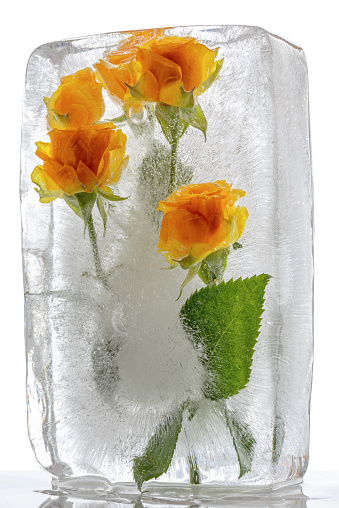 Small yellow roses in ice