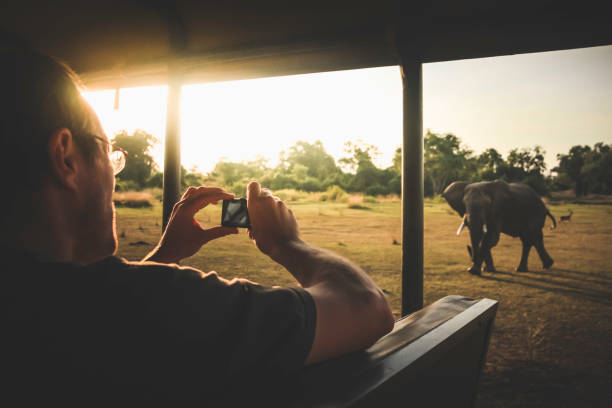 サファリ車両、ザンビア、アフリカから充電ゾウの写真を撮る男。 - safari safari animals color image photography ストックフォトと画像