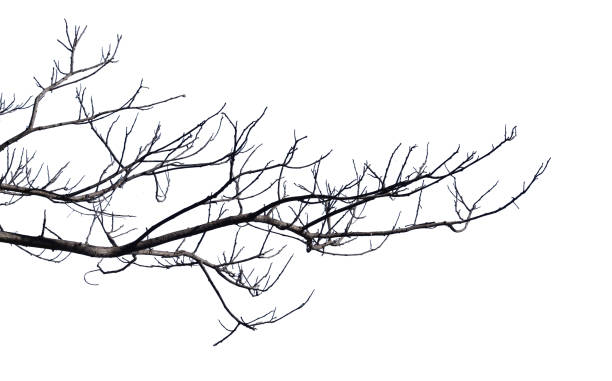 istock Dry branches Cracked dark crust Part of the tree 1327788347
