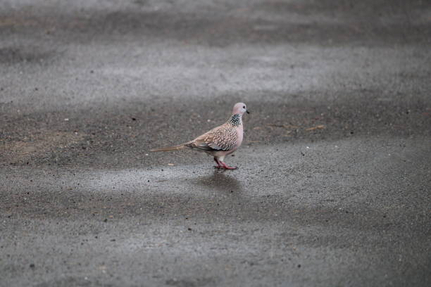 istock Bird searching for food on road 1327788373