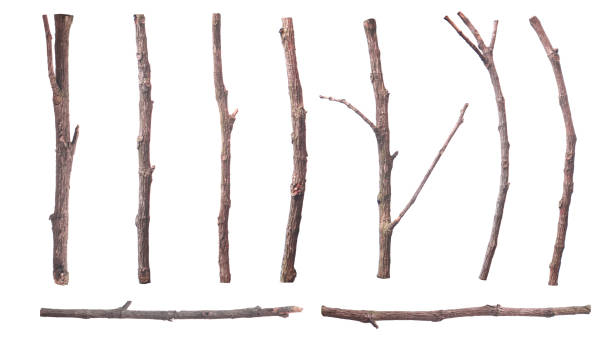 istock Set of dead dry tree branches, bark brown Y shape 1327788383