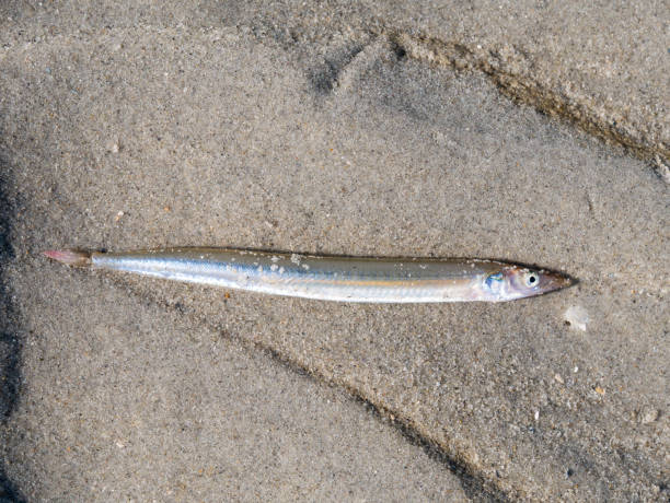 lesser sand eel or sand lance, ammodytes tobianus, lying on sand at low tide of waddensea, netherlands - paling nederland stockfoto's en -beelden