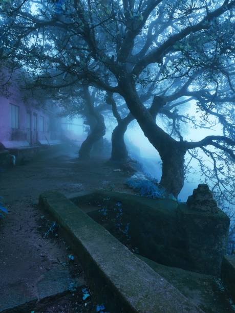 istock Foggy atmosphere - exploring nature morning vibes 1327789362
