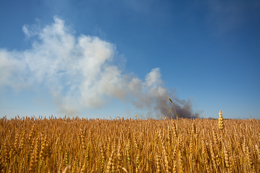 Agricultural crops with a cloud of smoke from fire at the background