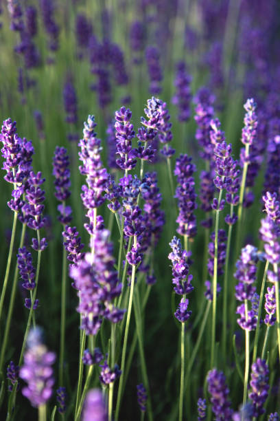 istock Lavender flower field at sunset rays 1327789945
