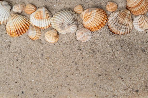 istock Ribbed sea shells of different sizes laying ina row on sandy surface 1327790032