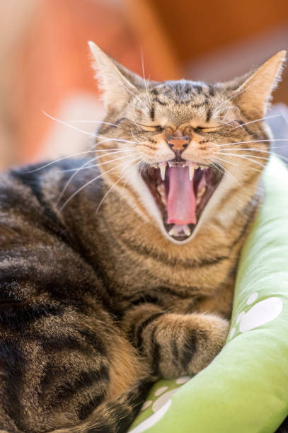 istock Lazy marble cat with magic lime eyes lying in green cat bed and yawning 1327790078