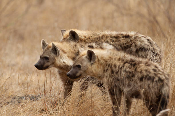 istock A group of spotted hyena 1327790152