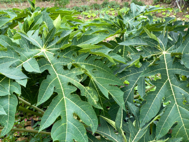 istock Papaya leaves in a field 1327791080