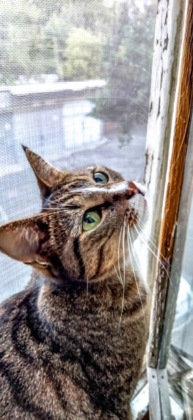 istock Nice Cat. The cat sits on the window 1327793626