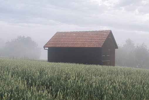 The rural barn with an agricultural field around. Fog.