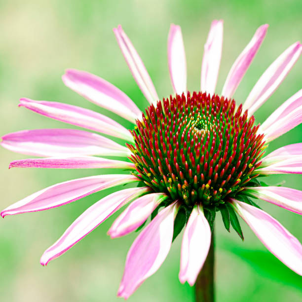 istock Echinacea purpurea ,eastern purple coneflower or hedgehog coneflower 1327795531