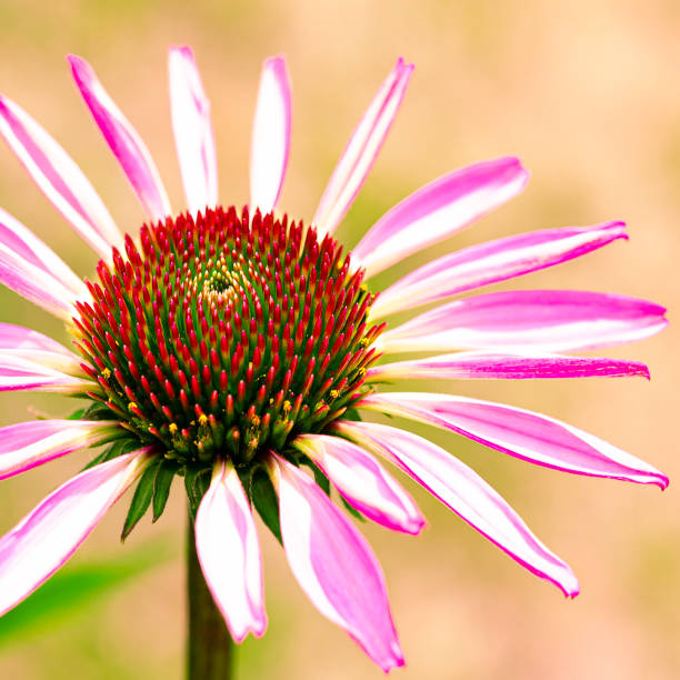 istock Echinacea purpurea ,eastern purple coneflower or hedgehog coneflower 1327795609