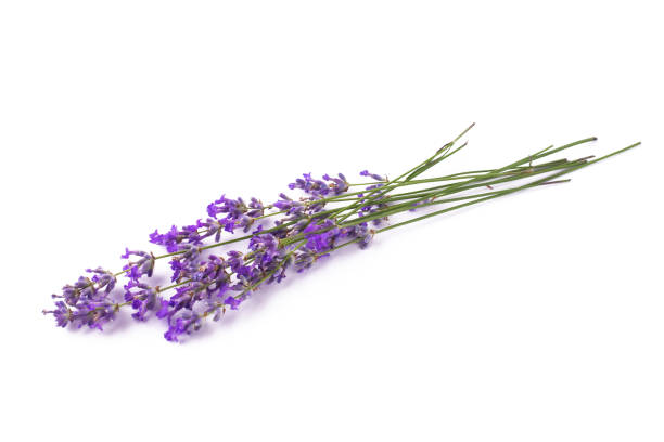 istock Branches of blooming lavender on a white isolated background. 1327798361