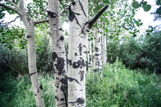 istock A patch of aspen trees in Colorado 1327801595