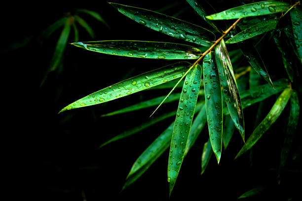 water droplets on bamboo leaves