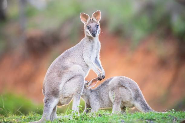 istock Australian wildlife, a wallaby family 1327802363