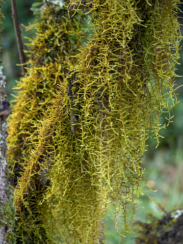 Vertical closeup of the lichen, Old Man's Beard, growing on a tree in the sub-tropical rainforest in the Byron Bay hinterland, north coast of NSW. Traditional Medicinal plant. Edible. Plant indicator of clean air.