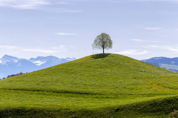 Drumlin hills with a lonely tree under blue sky in summer with Alps mountain in the background