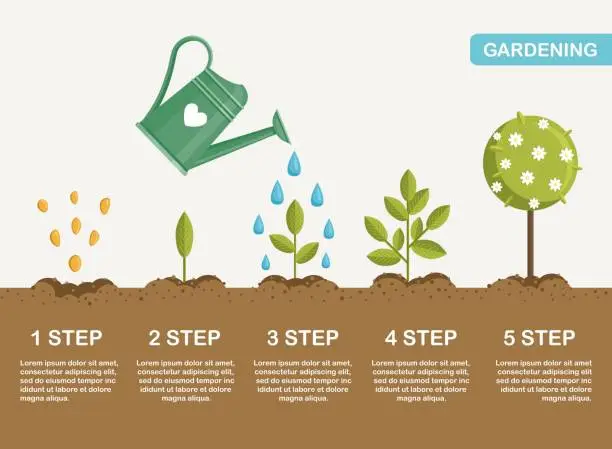 Vector illustration of Growth of plant in ground, from sprout to flower. Planting tree. Seedling gardening plant. Timeline. Vector illustration