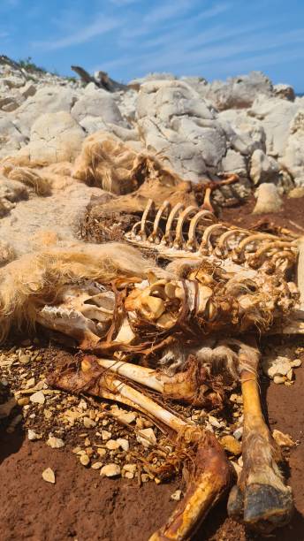 istock Sheep remains decomposing on dirty ground. 1327804247