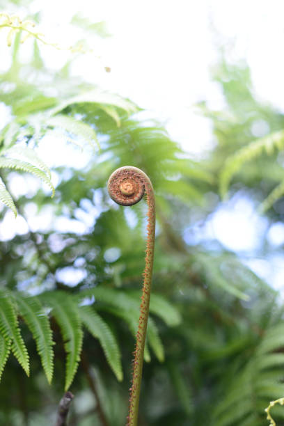 istock Fern unfurling in spring with blurred background, sunlight. Delicate green natural background, fern shoots. Polypodiopsida, polypodium 1327804815