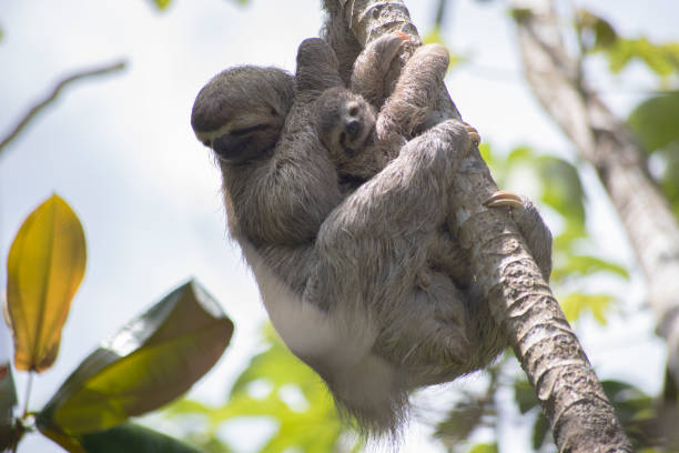 istock Mama Sloth with new born baby sloth 1327804974