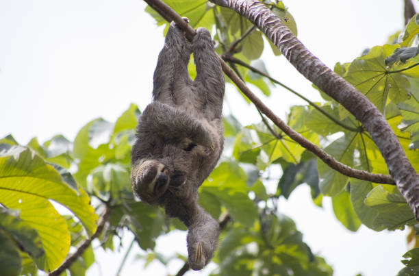 istock Mama Sloth with new born baby sloth 1327804975
