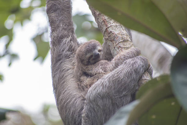 istock Mama Sloth with new born baby sloth 1327804981