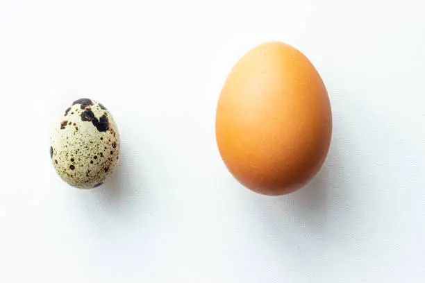 Close up of hen’s egg and quail’s egg isolated on white background; size comparison; small and big