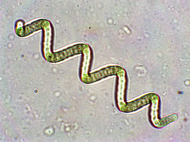 istock Spirulina sp. algae under microscopic view x100, cyanobacteria that can be consumed by humans and animals, cultivated worldwide, dietary supplement or whole food 1327806231