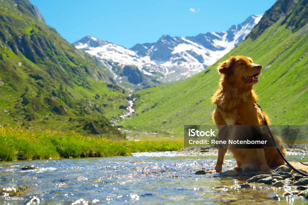 Nova Scotia Duck Tolling retriever sitting in a creek on a high alpine meadow with glaciers in the background Ahrntal South Tyrol Dog Stock Photo