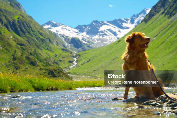 Nova Scotia Duck Tolling Retriever Sitting In A Creek On A High Alpine Meadow With Glaciers In The Background Stock Photo - Download Image Now