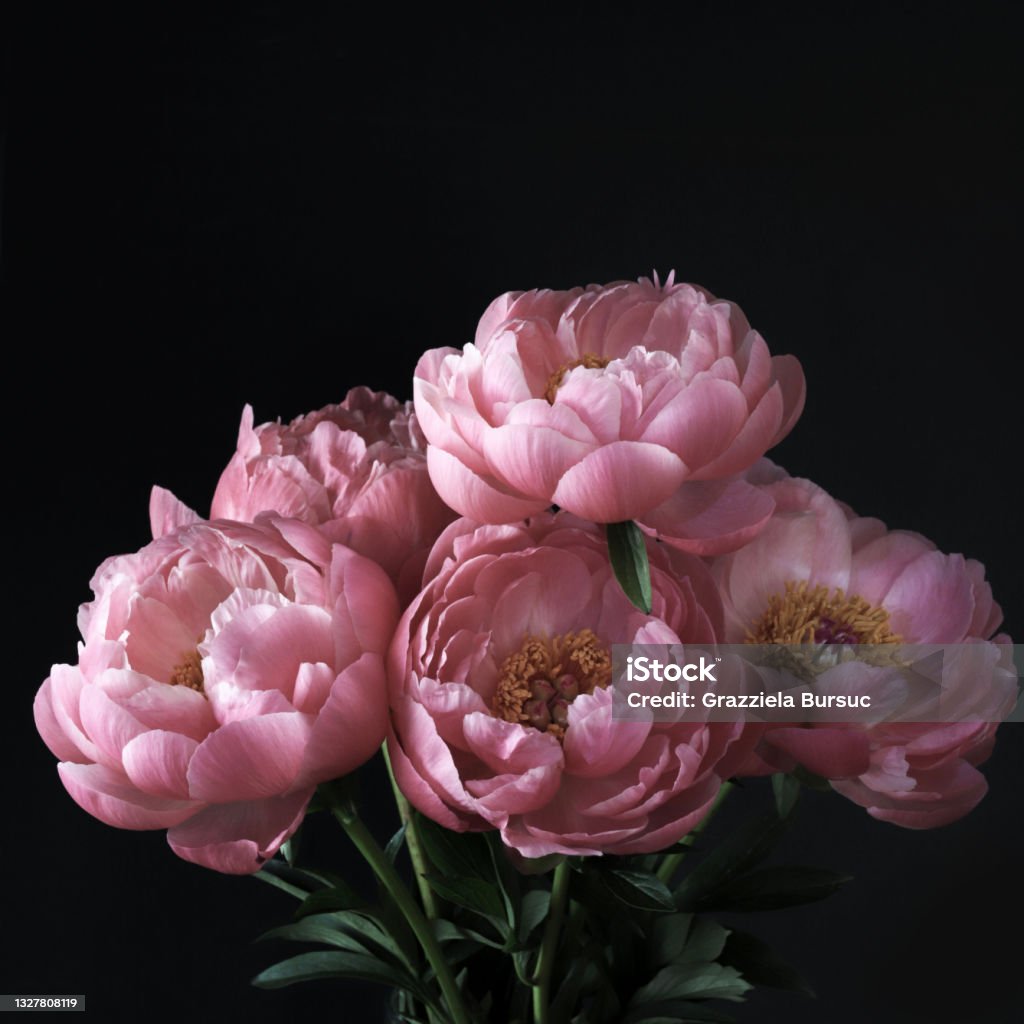 Pink peonies flowers. Beautiful pink peonies flowers isolated on dark background. Copy space. Peony Stock Photo