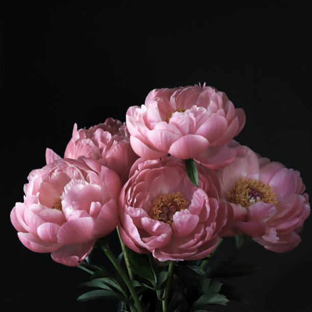 Pink peonies flowers. Beautiful pink peonies flowers isolated on dark background. Copy space. peonies stock pictures, royalty-free photos & images