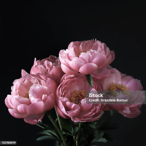 Pink Peonies Flowers Stock Photo - Download Image Now - Peony, Rose - Flower, Flower