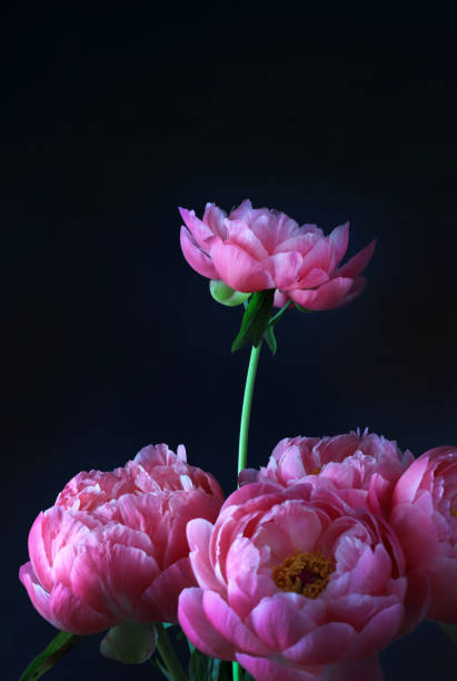 istock Pink peonies flowers. 1327808120