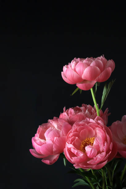 istock Pink peonies flowers. 1327808122